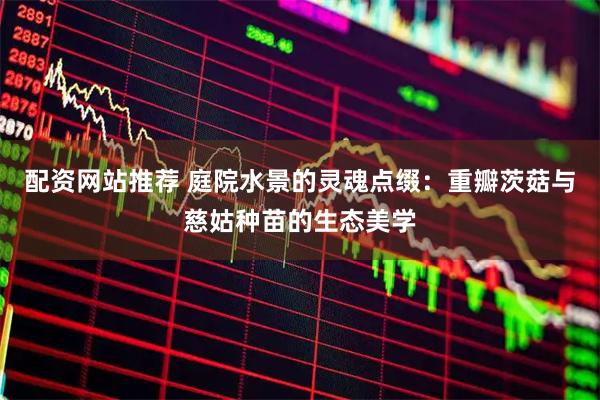 配资网站推荐 庭院水景的灵魂点缀：重瓣茨菇与慈姑种苗的生态美学
